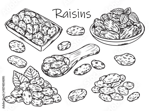 Set of hand drawn Raisin dried fruit outline drawing illustration