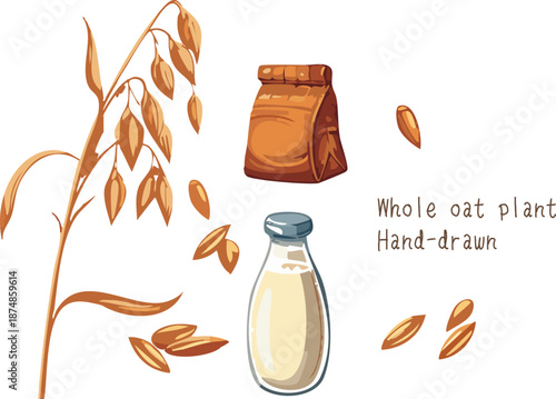 Hand drawn illustration whole oat plant organic oat milk bottle paper bag containing oats grains leaves