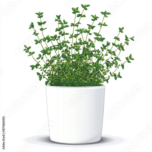  Potted Thyme Plant with Dense Foliage and Smooth White Container