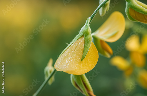 A yellow flower petal glistens with dew droplets against a soft green and golden background.