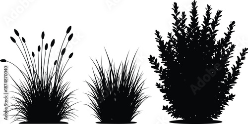 Elegant Silhouette of Ornamental Grasses and Shrubs for Modern Design and Landscaping Projects