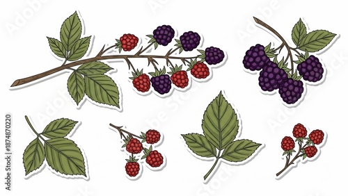 Assorted cartoon illustrations of blackberry and raspberry branches with leaves.