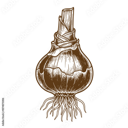 Drawing Vintage Drawing of an onion with roots and a stalk on white background  illustration of a bulb with leaves  vegetable  food
