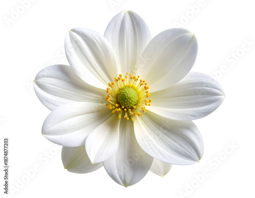 Untitled design - Single White Flower Bloom, Front View, Clean White and Transparent Background PNG (3)