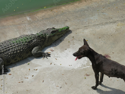 A stray dog and a saltwater crocodile eye each other at Tharkayta in Yangon