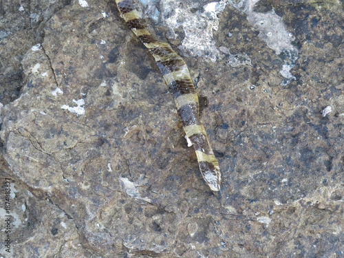 Yellow-Lipped Sea Krait (Laticauda colubrina) at Ngwe Saung in Myanmar