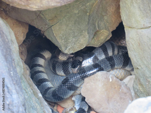 Yellow-Lipped Sea Krait (Laticauda colubrina) at Ngwe Saung in Myanmar