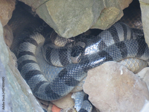 Yellow-Lipped Sea Krait (Laticauda colubrina) at Ngwe Saung in Myanmar
