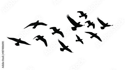 flock of birds flying together in formation against a white background