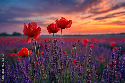 Wallpaper Mural Vivid field of red poppies and purple lavender under a vibrant sunset sky Torontodigital.ca