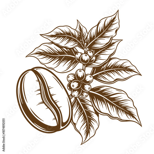 Drawing Vintage Brown coffee bean with coffee plant leaves and berries on white background