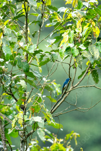 Indigo flycatcher (Eumyias indigo) is a species of bird in the Old World flycatcher family, Muscicapidae. It is found in Indonesia (Java, Sumatera) and Malaysia