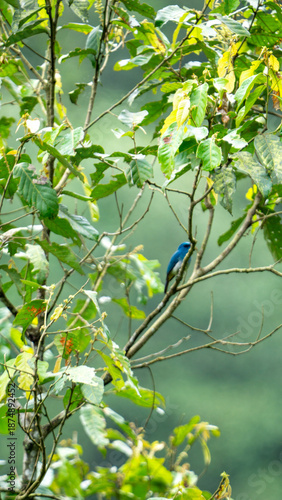 Indigo flycatcher (Eumyias indigo) is a species of bird in the Old World flycatcher family, Muscicapidae. It is found in Indonesia (Java, Sumatera) and Malaysia