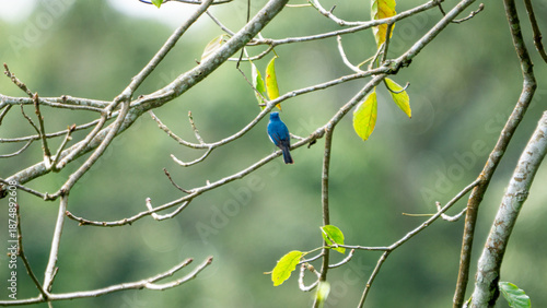 Indigo flycatcher (Eumyias indigo) is a species of bird in the Old World flycatcher family, Muscicapidae. It is found in Indonesia (Java, Sumatera) and Malaysia