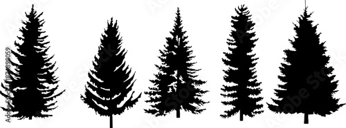 Collection of five realistic pine tree silhouettes. Black evergreen conifer trees (Fir, Spruce) perfect for forest landscape design, Christmas cards, camping themes, and nature background construction