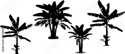 Set of detailed banana tree silhouettes. Tropical plants with broad leaves isolated on white background. Perfect for jungle themes, botanical illustrations, food packaging design, and rainforest lands