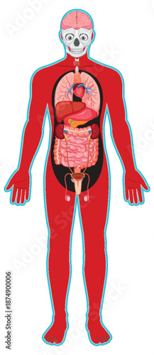 Human Body Diagram with Internal Organ Systems Labeled