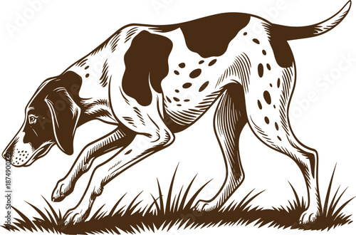 Vintage hand drawn hunting dog pointer breed tracking through grass, classic woodcut style canine sketch vector illustration isolated on white background.
