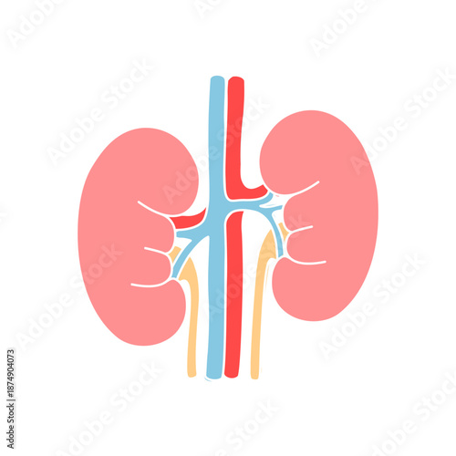 Flat Vector illustration Kidney organ. kidney anatomy flat design style. Vector design for medical poster, donor, icon and education.