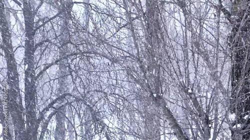 A dense thicket of bare winter trees obscured by a heavy snowfall, creating a serene, monochromatic, and chilly seasonal atmosphere with a soft, natural texture of falling flakes.