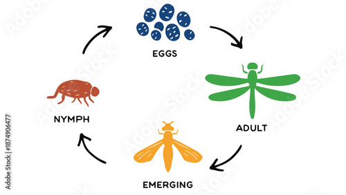 A diagram showing the life cycle of a dragonfly with four stages
