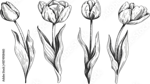 Hand drawn tulip flower sketch set with leaves, vintage botanical line art vector illustration for spring