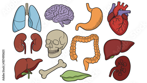 An illustration of various human organs and skeletal system components