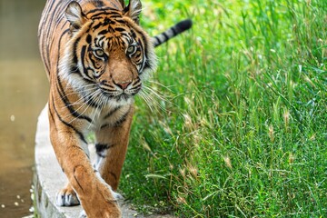 A majestic Sumatran tiger walks along a concrete ledge, framed by lush green foliage, displaying its strength and beauty, perfect for wildlife conservation photography.