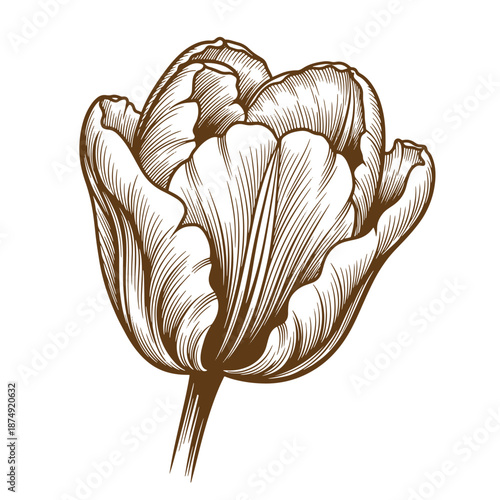 Drawing Vintage Brown line art illustration of a tulip flower with detailed petals and stem on white background  Tulip flower drawing