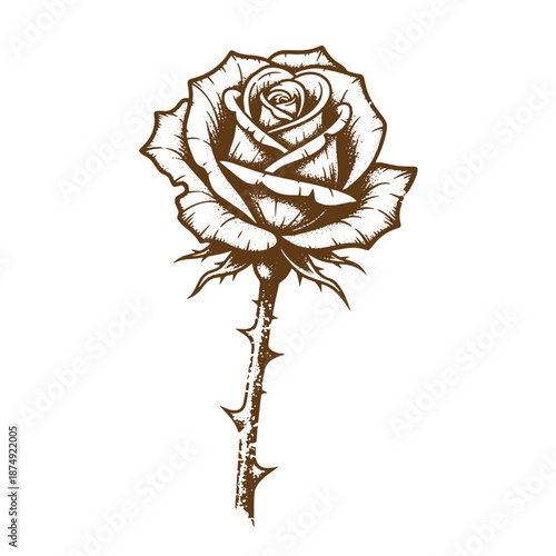 Drawing Vintage Brown rose illustration with thorns on stem and leaves  a single flower