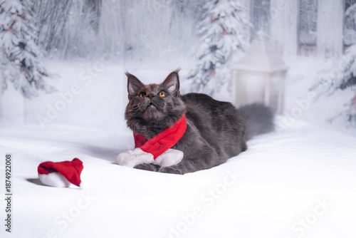 Bild auf Leinwand maine coon gigante Navidad