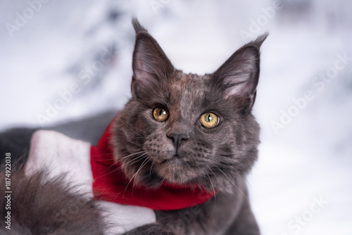 Foto maine coon gigante Navidad