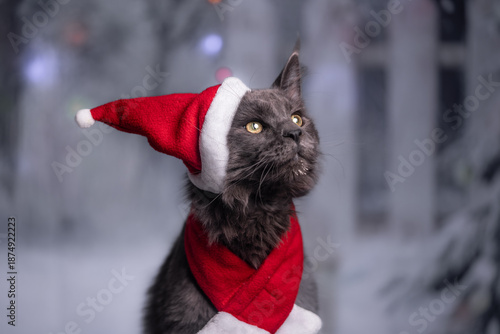 Bild auf Leinwand maine coon gigante Navidad