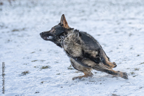 Wallpaper Mural The picture shows a German Shepherd Dog (GSD). Torontodigital.ca