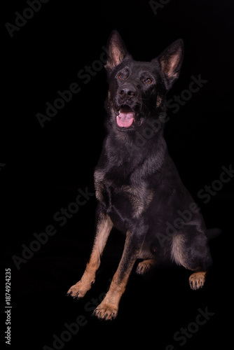 Wallpaper Mural The picture shows a German Shepherd Dog (GSD). Torontodigital.ca