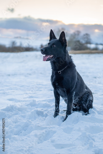 Wallpaper Mural The picture shows a German Shepherd Dog (GSD). Torontodigital.ca