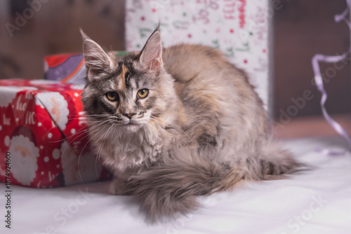Maine Coon Navidad