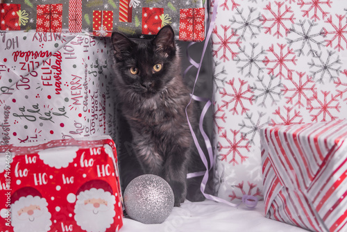 Maine Coon Navidad