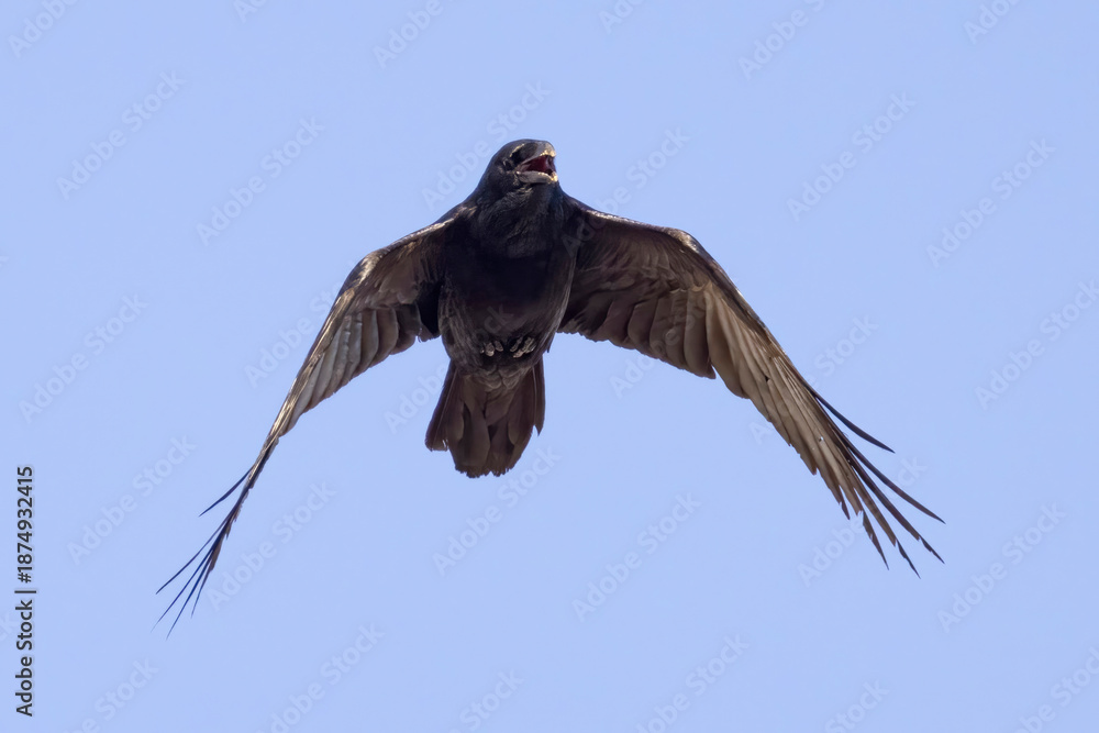 Obraz premium A wild common raven flying over a park in Colorado.