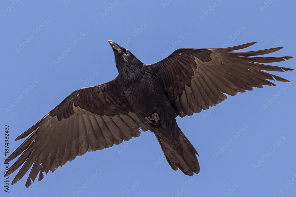 Obraz premium A wild common raven flying over a park in Colorado.