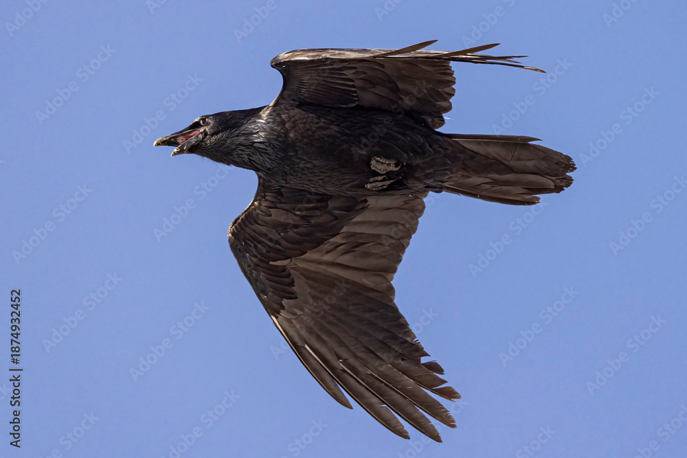 Obraz premium A wild common raven flying over a park in Colorado.