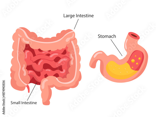 illustration of the human digestive system consisting of the small intestine, large intestine, and stomach.