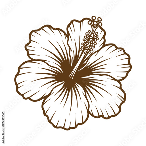Drawing Vintage Brown and white hibiscus flower illustration with detailed petals and stamens  a tropical floral design element