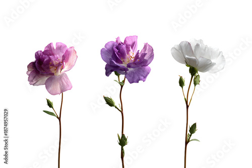 Three Colorful Anemone Flowers on White Background
