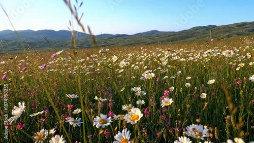 field of poppies
