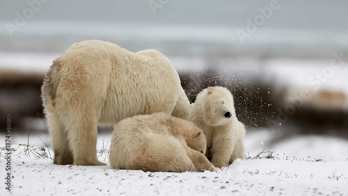 polar bear in the snow