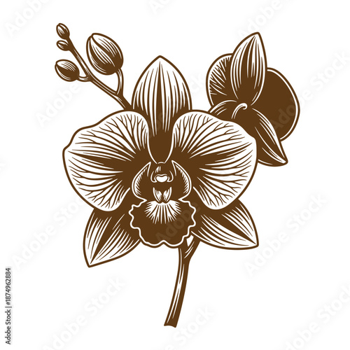 Drawing Vintage Brown orchid flower illustration with leaves and buds on stem