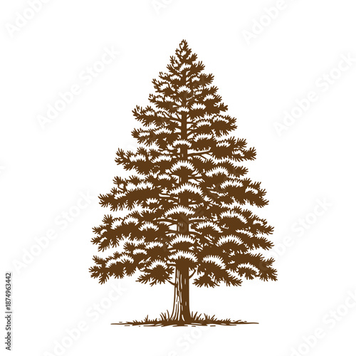 Drawing Vintage Brown pine tree illustration on white background  a single tree with a thick trunk and dense branches
