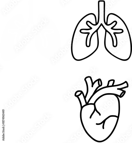 Human Lungs Anatomy Icon
