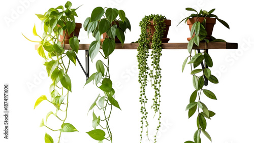 Hanging plants on wooden shelf isolated on transparent background